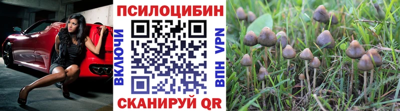 Псилоцибиновые грибы Psilocybe Острогожск